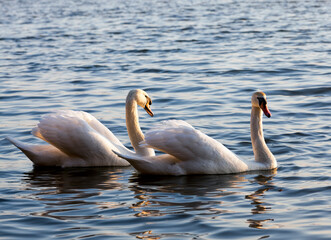 white Swan couple floating on the water
