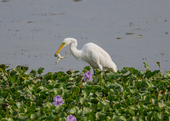 egret with kill frog. The plumages is white. Both males and females 