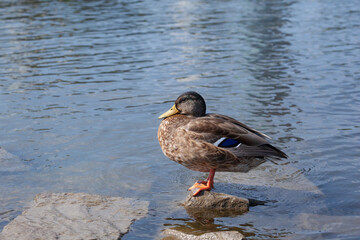 one mallard duck stands on a stone among a pond, close up