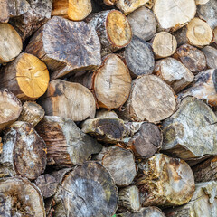 Background of hewed smooth wooden logs. Cut wood texture. Pile of chopped fire wood prepared for winter