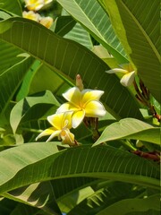 yellow frangipani flower