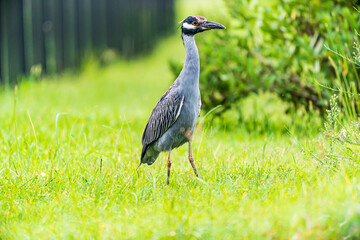 Yellow Crowned Night Heron In The Grass