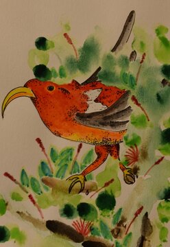 bird in autumn, I’iwi, Hawaiian Scarlet Honey creeper