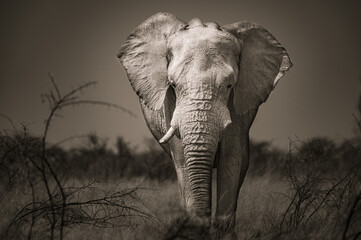 Afrikaanse olifant in Etosha Park, Namibië