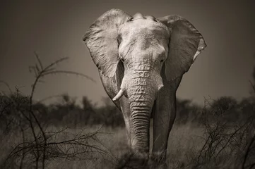 Fond de hotte en verre imprimé Éléphant Éléphant d& 39 Afrique dans le parc d& 39 Etosha, Namibie