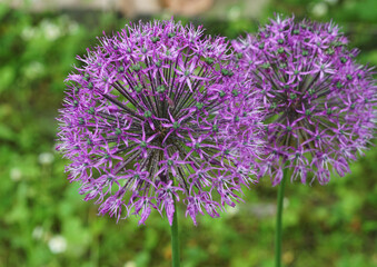 lilac flowers-balls of decorative onion (aflatunsky onion) with dew drops close-up