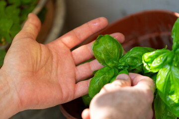 Collecting basil herbs in the garden, wellbeing and nature concepts