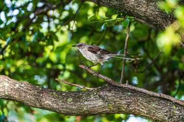 Mockingbird On A Branch In The Tree