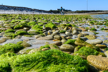 Algue verte (Ulva armoricana) sur les cotes bretonnes en France*  Toxic green algae in Brittany France - Powered by Adobe