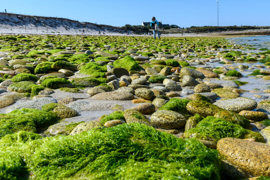 Algue verte (Ulva armoricana) sur les cotes bretonnes en France*  Toxic green algae in Brittany France