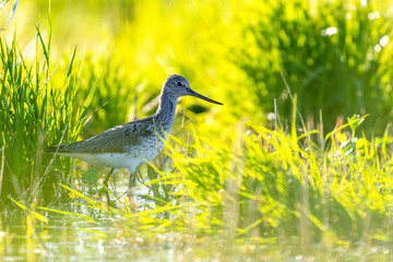 Common Greenshank (Tringa nebularia) standing in shallow water of wetland reed beds. Gironde estuary, France