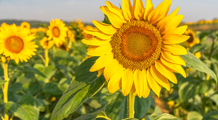 Fleurs de tournesols dans un champs avec la lumi&egrave;re du soleil.	