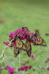 Monarch butterflies, Danaus plexippuson, and chrysalis various stages butterfly bush