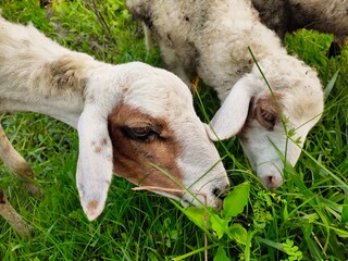 Two goats eat grass