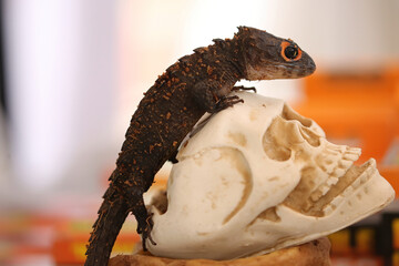 Unique animal red eyed thorn lizard