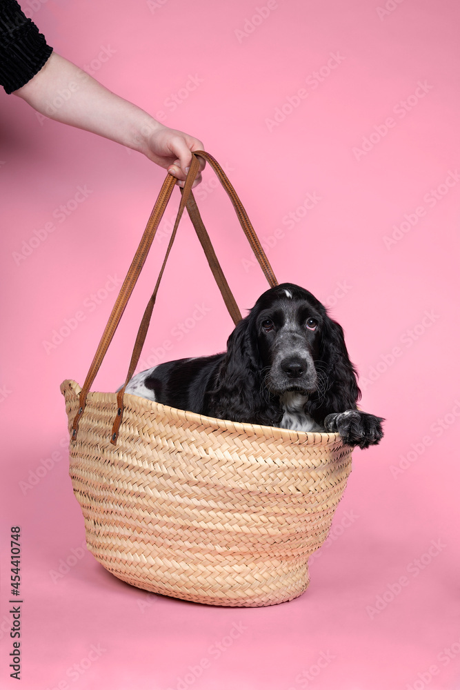 Wall mural Portrait of a cute English cocker spaniel sitting in a wicker basket or bag on a pink background