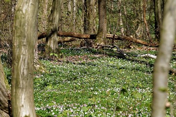 bed of flowers 1