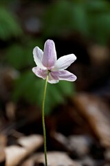 Fototapeta premium nice back