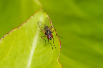 Close up shot of house fly on a green leaf