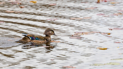 Female wood duck drake in the lake