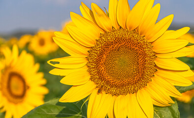 Fleur de tournesol avec une abeille dans un champs.