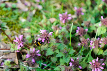 bumble