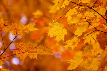 Naklejka na ściany i meble Bright colorful fall foliage of Maple leaves