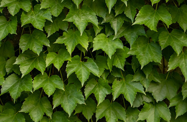 Close up shot of green leaf pattern spread on the wall