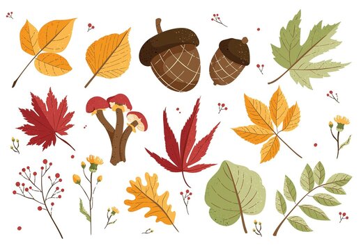 Autumn Fall Leaves Leaf Illustrations Autumnal Foliage Clipart
