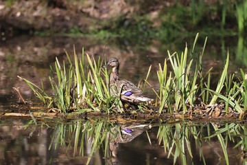 Stockente