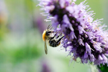 bee 3