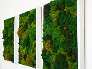 multicolored decorative preserved preserved moss as wall decor, eco-design concept, live vertical...
