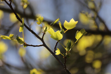 Blätter eines Baums
