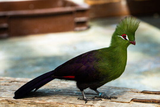 Selective Of A Cute Green Turaco