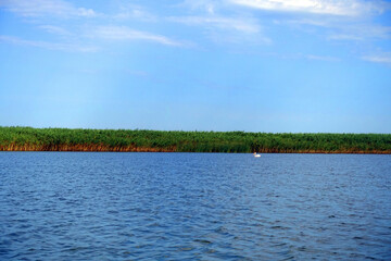 Boat trip in Danube Delta. Plants specific to the wetlands of Danube Delta in Romania, Biosphere Reserve, Europe