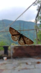 Butterfly on the window