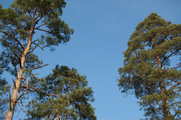 trees and sky