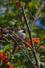 A Black-capped Chickadee in a Mountain Ash Tree