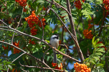 A Black-capped Chickadee in a Mountain Ash Tree