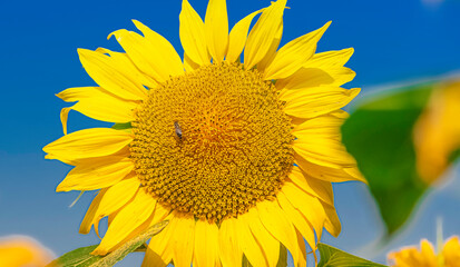 Obraz premium Fleur de tournesol avec une abeille dans un champs.