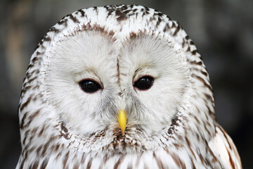 Obraz premium Close-up portrait of long-tailed tawny owl (Strix uralensis)