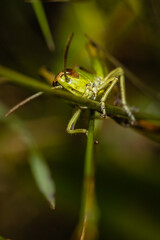 grasshopper portrait