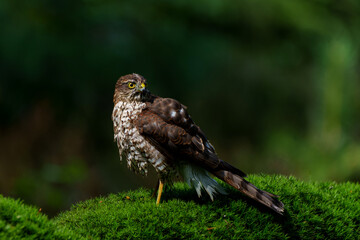 Eurasian Sparrow hawk (Accipiter nisus) taking a bath in the forest in the Netherlands.  
