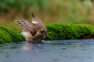 Eurasian Sparrow hawk (Accipiter nisus) taking a bath in the forest in the Netherlands.  