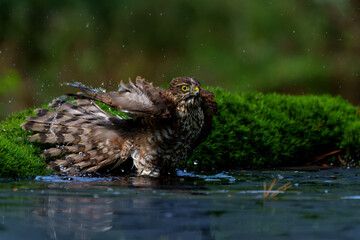 Eurasian Sparrow hawk (Accipiter nisus) taking a bath in the forest in the Netherlands.  