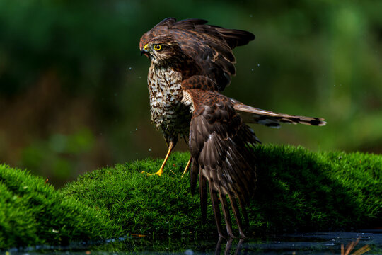 Eurasian Sparrow hawk (Accipiter nisus) taking a bath in the forest in the Netherlands.  