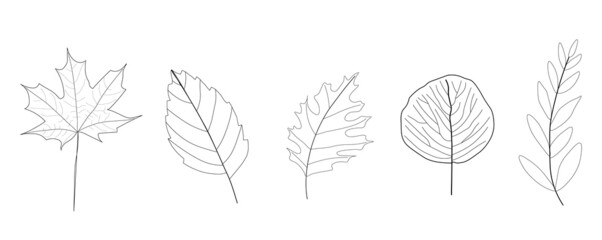 Autumn illustration showing outlines of five types of leaves. Fall, seasonal. Black and white.