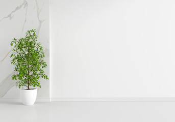 Green plant in white living room with copy space, 3D rendering