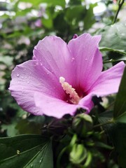 Pink flower in the garden - Hibiscus syriacus L., 
Rose of Sharon
