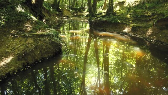 Pool of water with forest reflection in Igneada Longoz floodplain forests in summer. Longoz forests are rare ecosystems. Igneada Longoz Forests is a National Park in Turkey